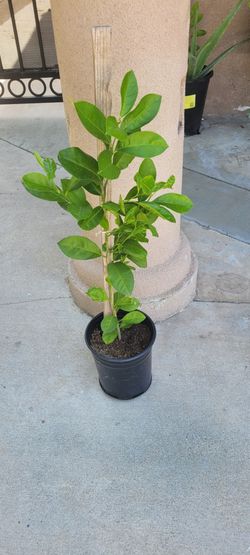Arbol de naranja listo para plantar