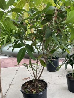 Malay Apple , 7 Gal Airlayer 