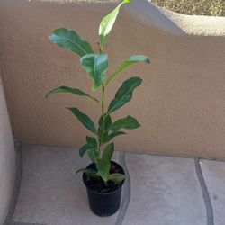 Magnolia Grandiflora Tree
