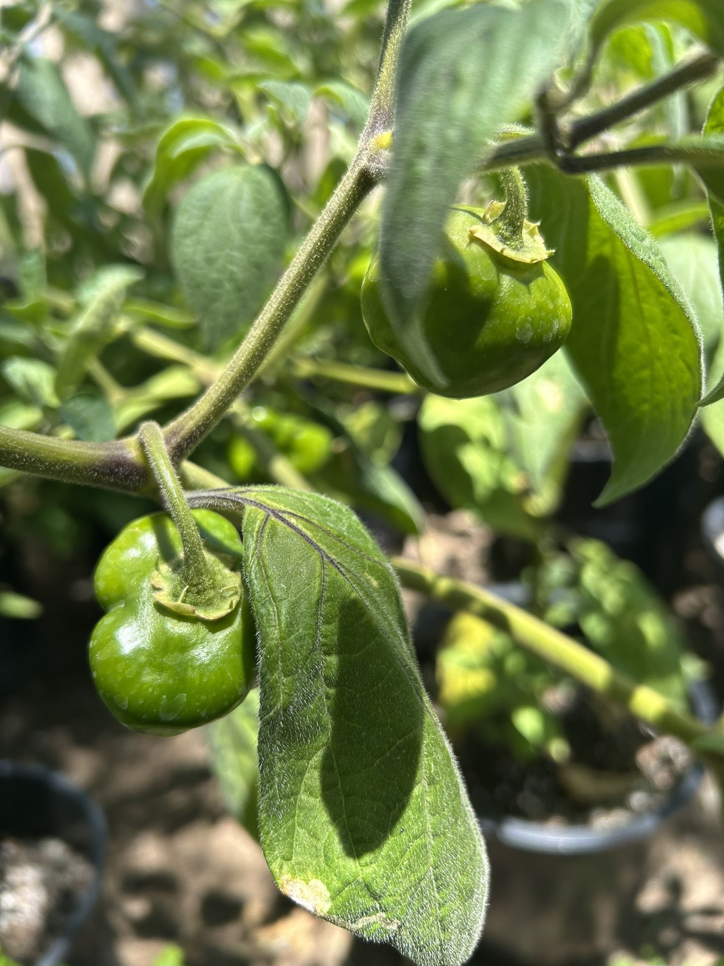 Chili Manzano Plant / Chile Manzano
