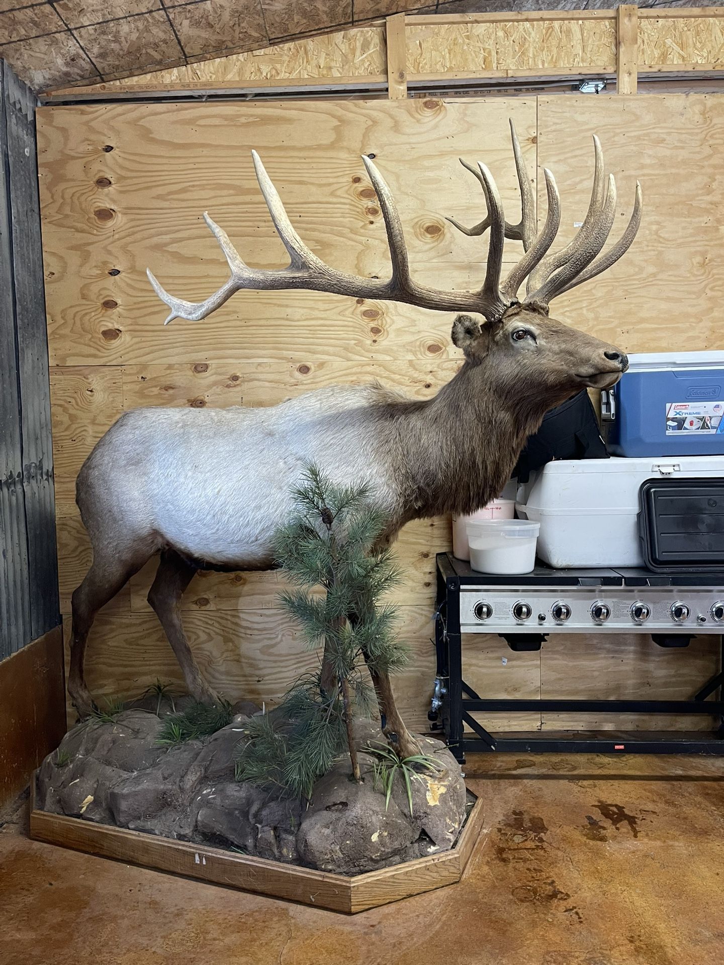 Taxidermy-life Size Elk