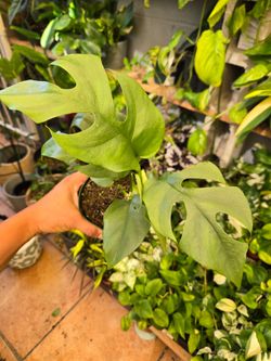 Mini monstera 4" pot