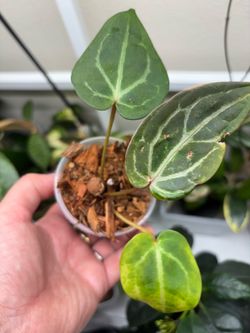 Bundle of 7 indoor plants $5 each but in the bundle