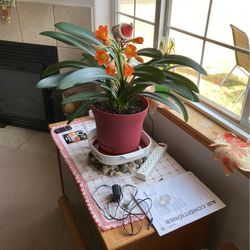 Beautiful Plant