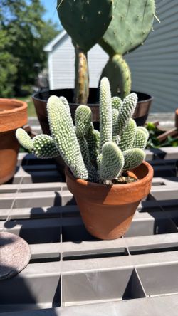 Bunny Ear & Prickly Pear Cactus