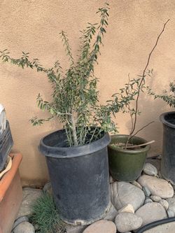 15 Gallons Olive Trees 4 Ft. Tall