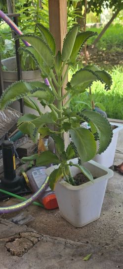 Planta