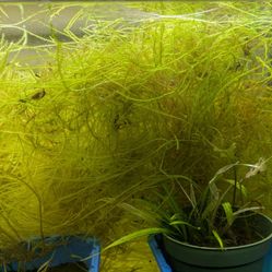 Java Moss Freshwater plant (sandwiched bag)