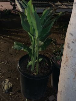 Cana Lilies Plant Green and black