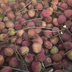 Lychee On Sale  Tree Also Available 