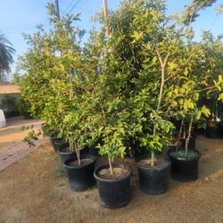 Guava Tree