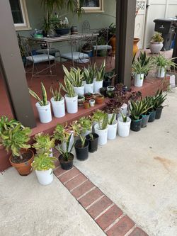 Potted plants