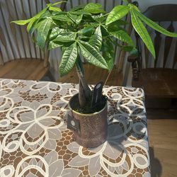 Small money tree plannt