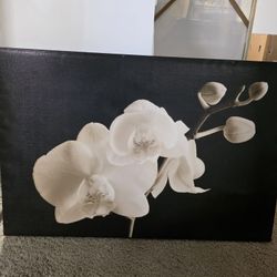 Black + White Orchid Canvas Wall Photo