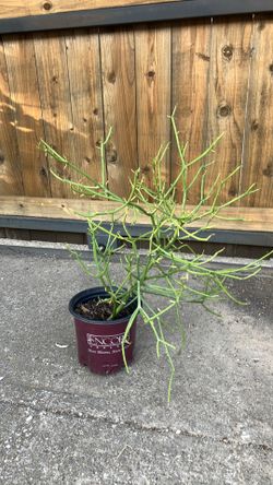 Pencil cactus