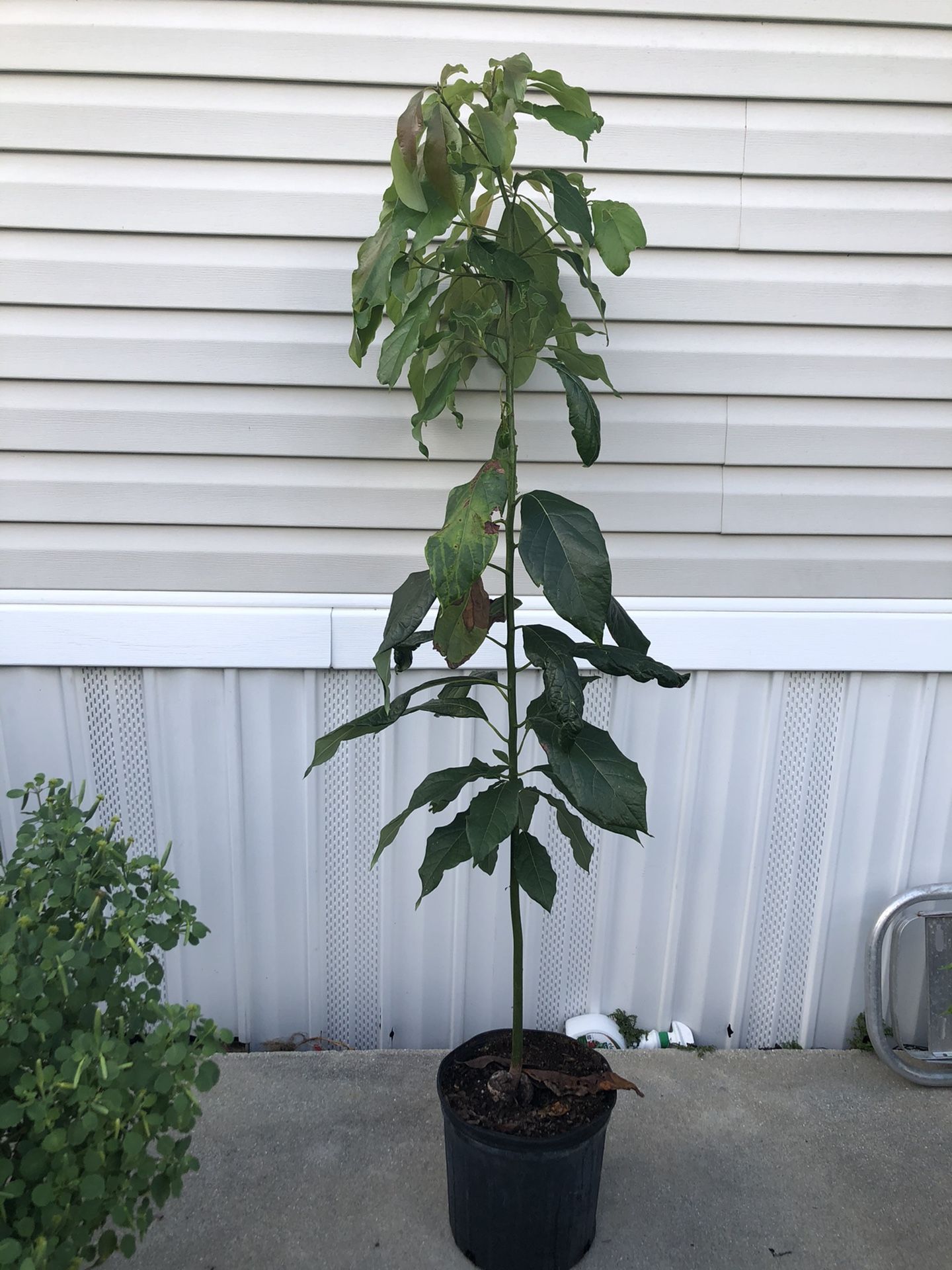 Avocado π₯ Plants