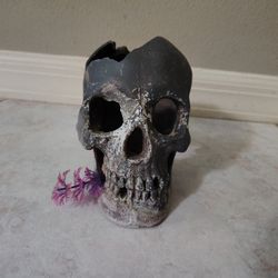 Skull Decor