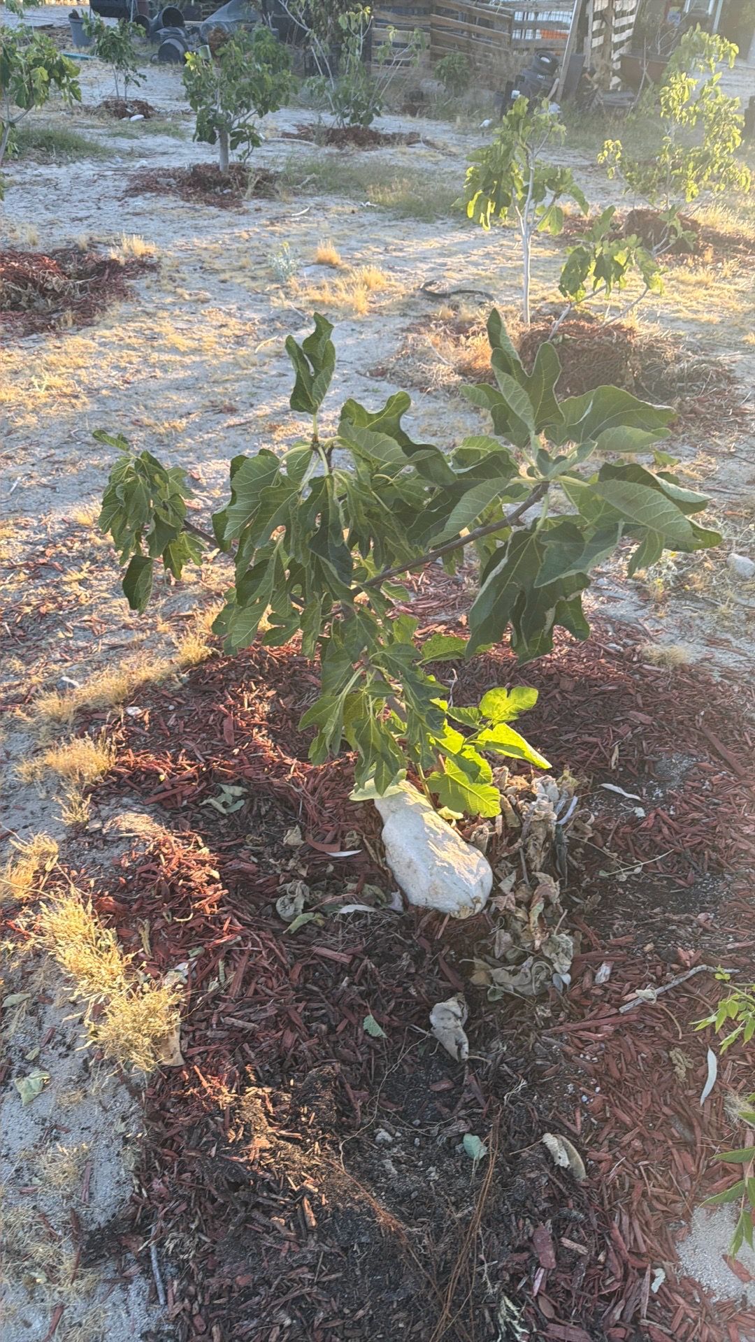 🌳 Higuera Rara En Venta – Variedad De La Señora 🌳