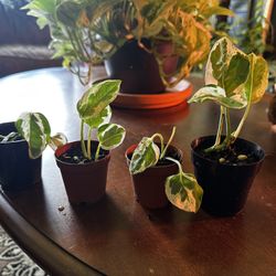 Pearls & Jade Pothos Babies