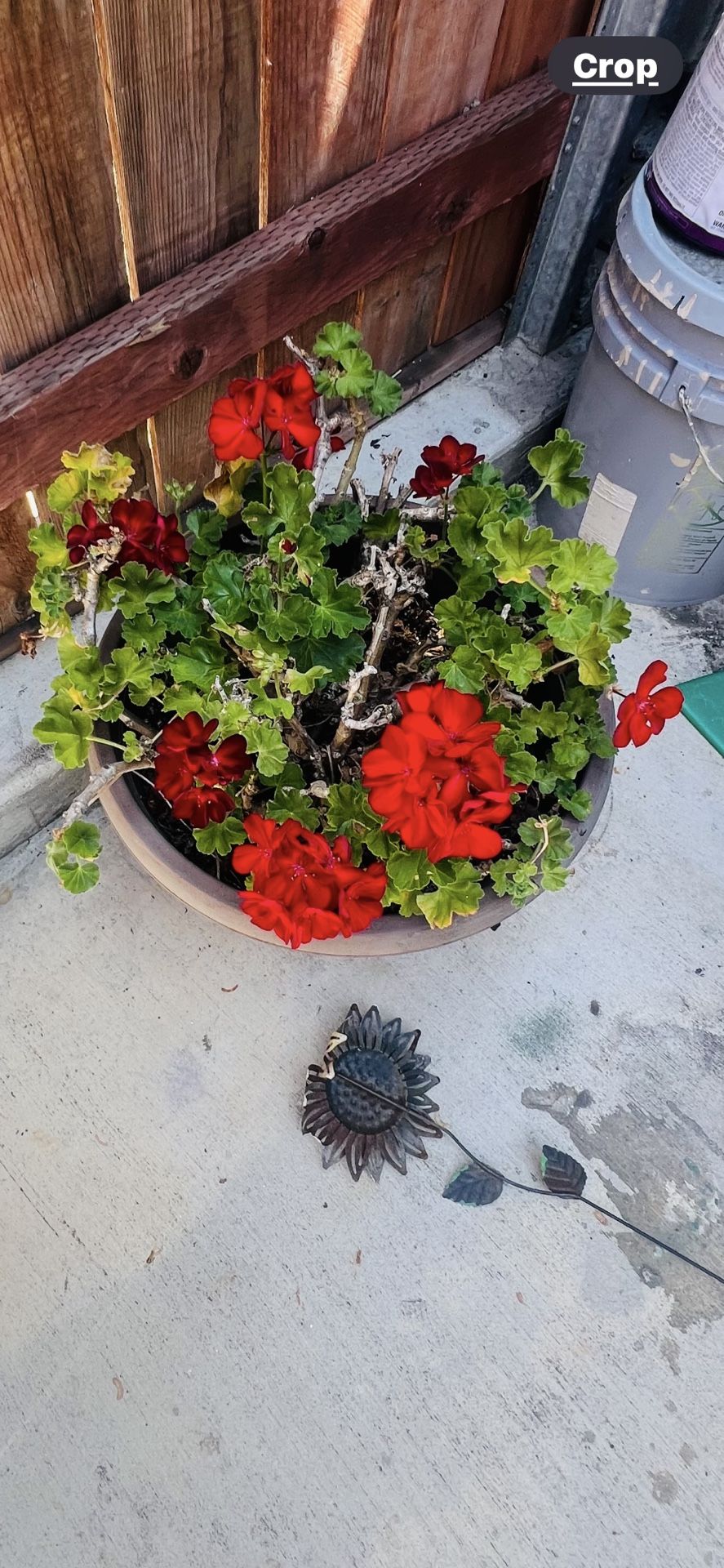 Plant Use 