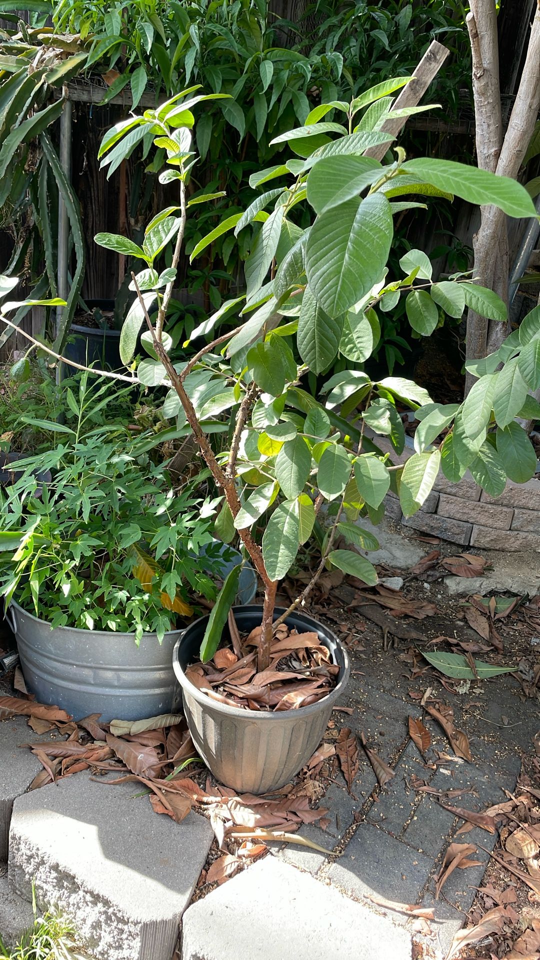 Guava Tree