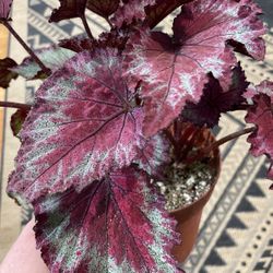 Stained Glass Begonia 