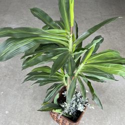 Faux Plant 