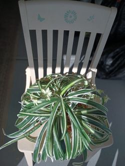Beautiful Wooden Chair Painted and Stenciled