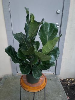Ficus Lyrata Fiddle Leaf Fig House Plant 8” Pot