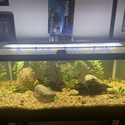 40 gallon fish tank with stand