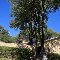 Tree And Tree Trimming 