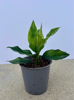 Aglaonema 'White Vein' 5” pot