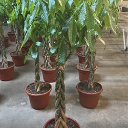 5.5 FT Braided Money Tree – 7 Leaf Stems 🌱