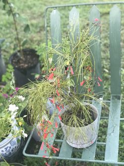 Live beautiful plant like sun always.