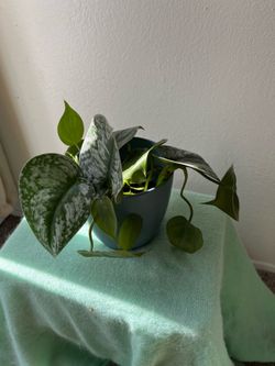 Cuttings