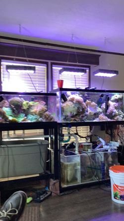 Fish tanks