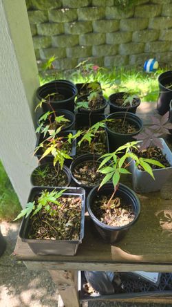 $5 Japanese Maples (Acer Palmatum)