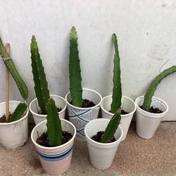 Yellow dragon fruit plant