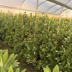 Indian Laurel Ficus 5 Gal 4 Feet When Planted