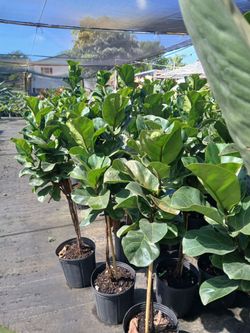 Fiddle leaf fig plants on sale now $20