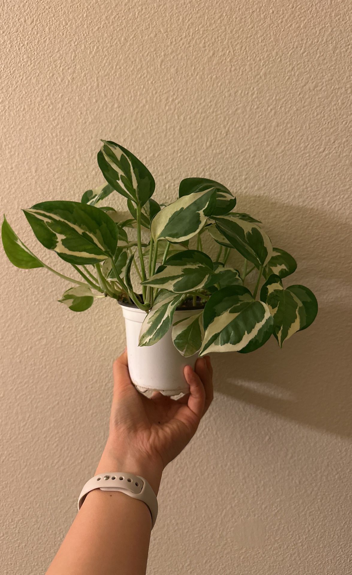 Pothos 'N'joy' Live Plant for Indoor | Different Houseplants in 4''' Pot | Real House Plant for Living Room, Office, Desk & Bathroom P2