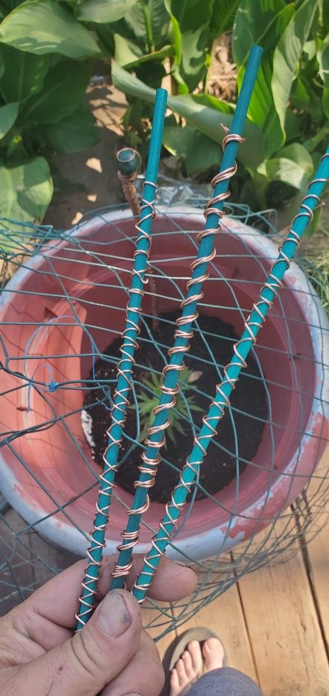 Electroculture Gardening Antennas Grow Plants 2-3x Bigger And Faster