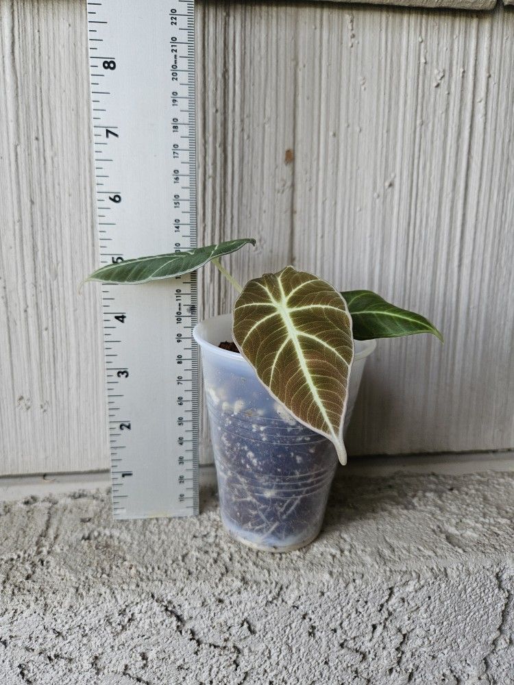 Alocasia Black Velvet Plant