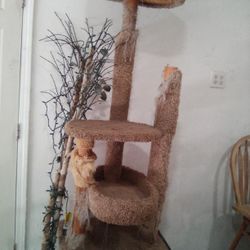 Cat play