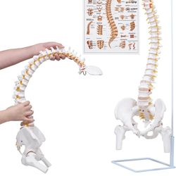 Flexible Spine Model, Life Size Human Spinal Cord Anatomical Model with Stand