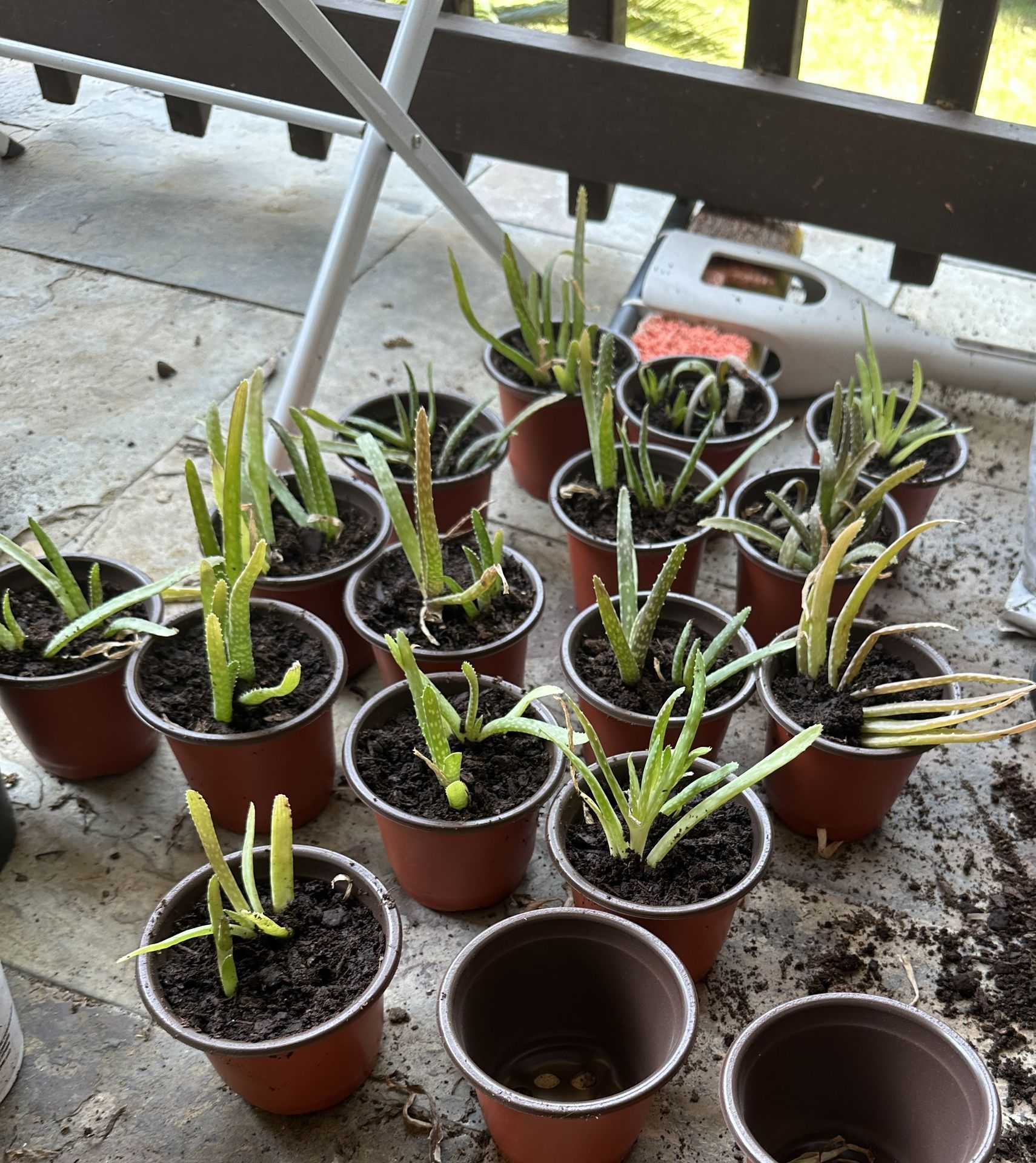 Aloe Vera Plants In Pot