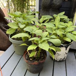 Trumpet Plant