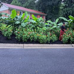 Banana Tree 