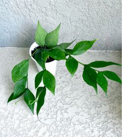 Hoya polyneura ( fishtail  Hoya plant )
