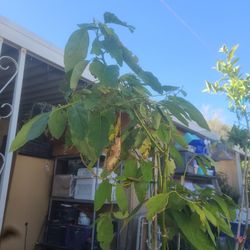 Aguacate De 5 Pies De Altura 